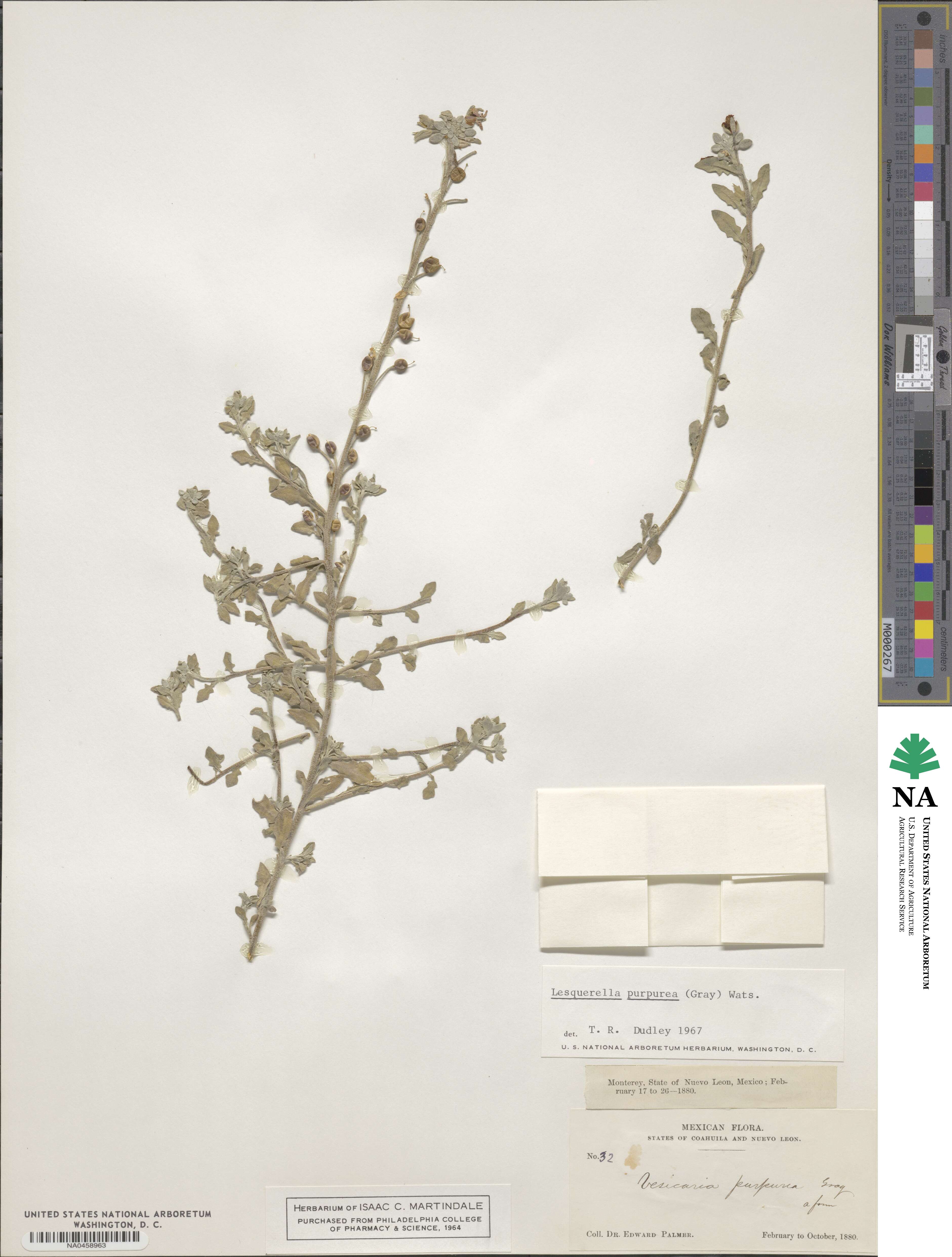 Physaria purpurea image
