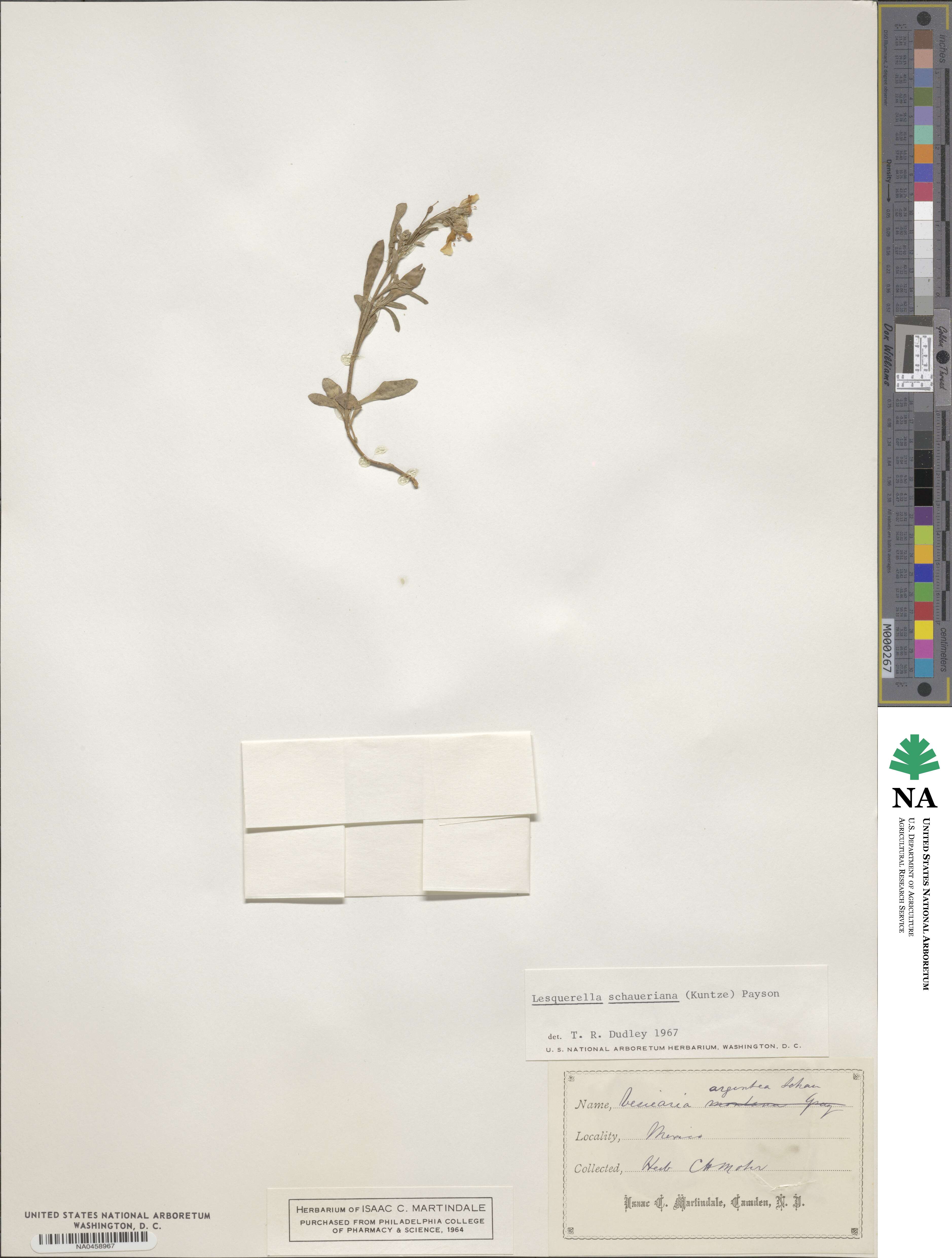 Physaria argentea image