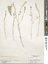 Physaria gracilis image
