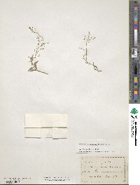 Physaria gracilis image