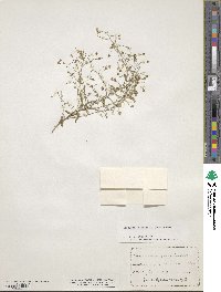 Physaria gracilis image