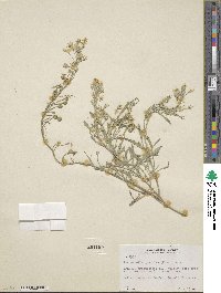 Physaria gracilis image