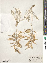 Phoenicaulis cheiranthoides image