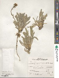 Phoenicaulis cheiranthoides image
