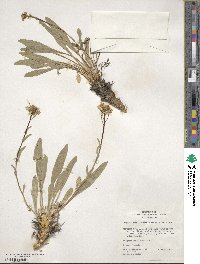 Phoenicaulis cheiranthoides image