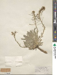 Phoenicaulis cheiranthoides image
