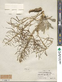 Phoenicaulis cheiranthoides image
