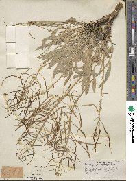 Phoenicaulis cheiranthoides image