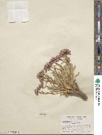 Phoenicaulis cheiranthoides image