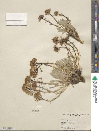 Phoenicaulis cheiranthoides image