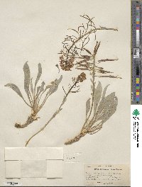 Phoenicaulis cheiranthoides image