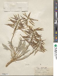 Phoenicaulis cheiranthoides image