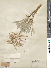 Phoenicaulis cheiranthoides image