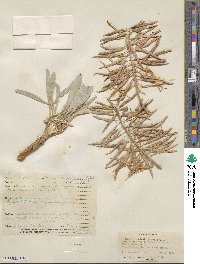 Phoenicaulis cheiranthoides image