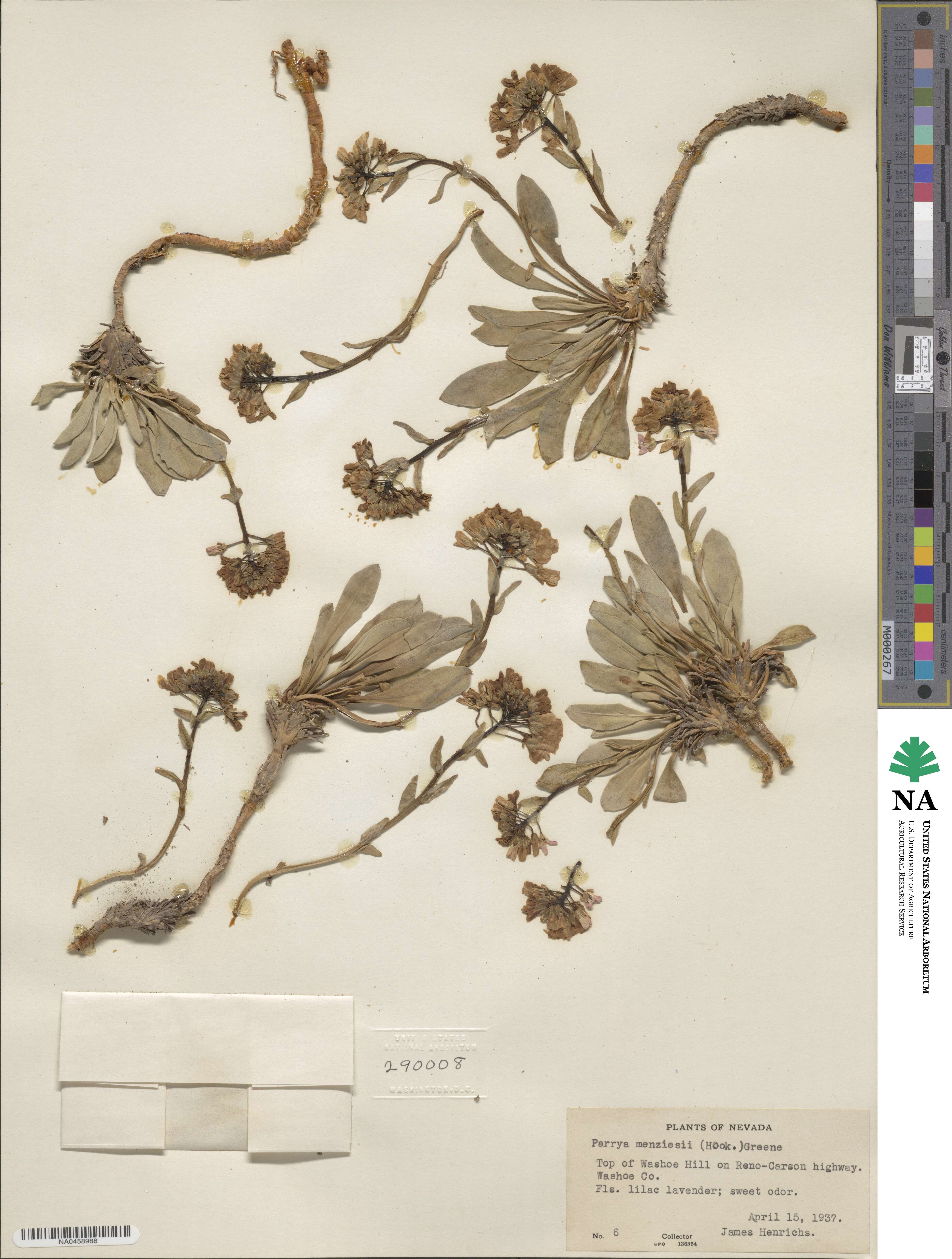 Phoenicaulis cheiranthoides image