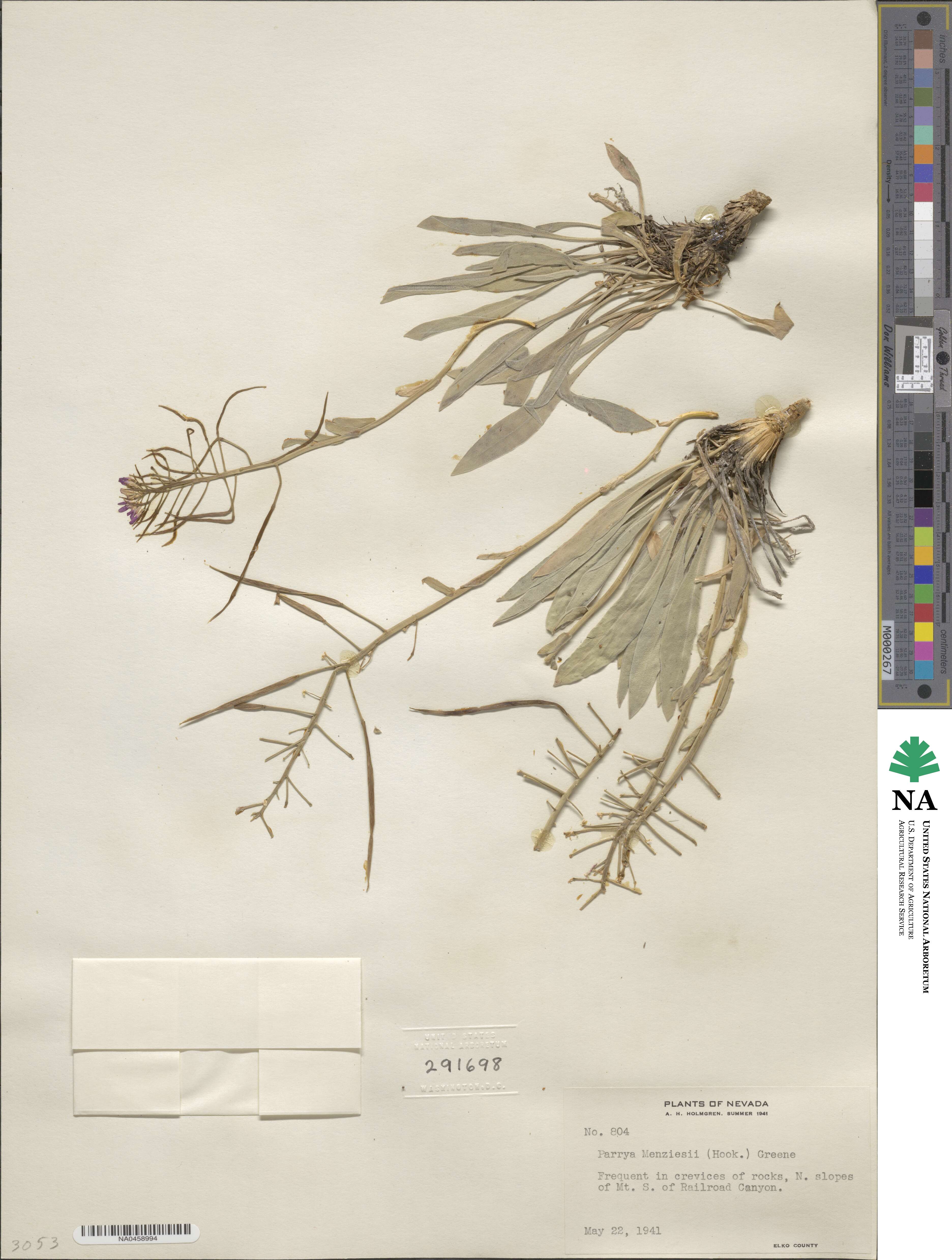Phoenicaulis cheiranthoides image