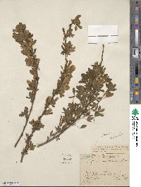 Chamaecytisus ruthenicus image