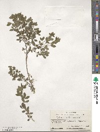 Chamaecytisus ruthenicus image