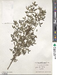 Chamaecytisus ruthenicus image