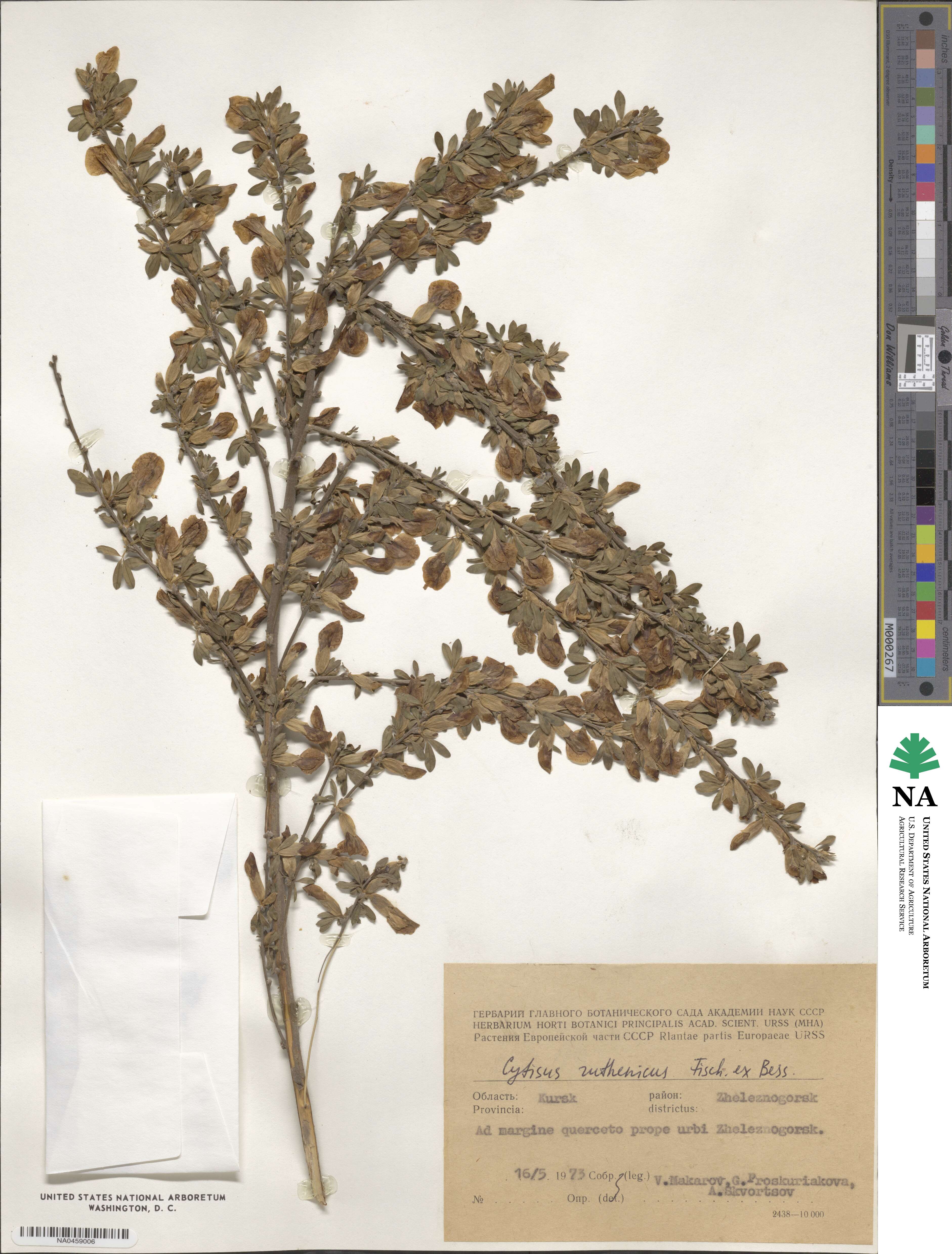 Chamaecytisus ruthenicus image