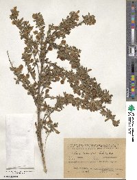 Chamaecytisus ruthenicus image