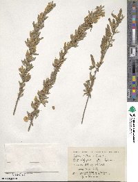 Chamaecytisus ruthenicus image