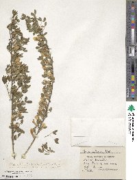 Chamaecytisus ruthenicus image