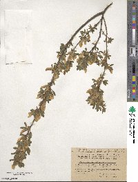 Chamaecytisus ruthenicus image