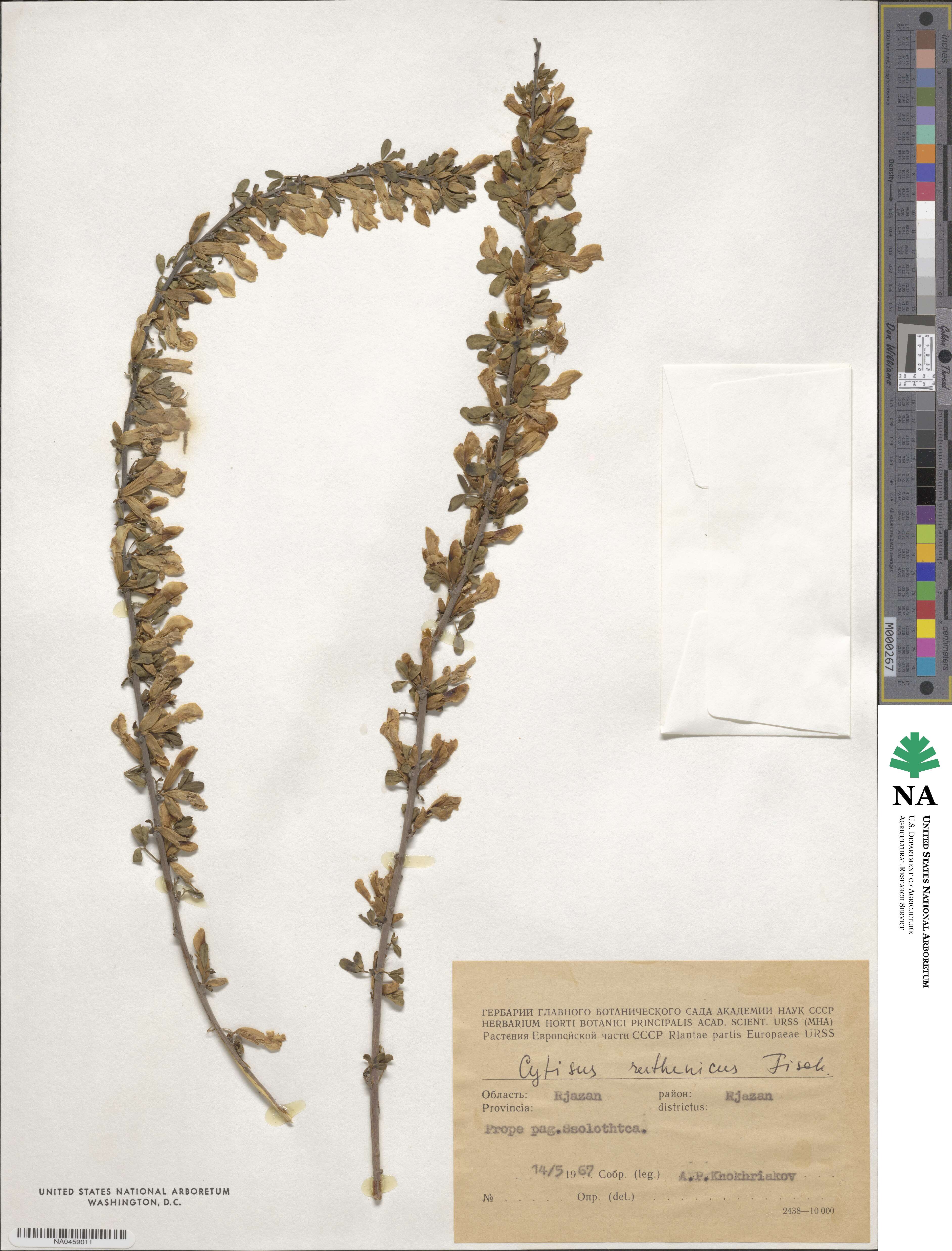 Chamaecytisus ruthenicus image