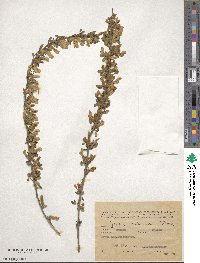 Chamaecytisus ruthenicus image