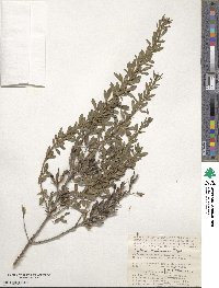 Chamaecytisus ruthenicus image