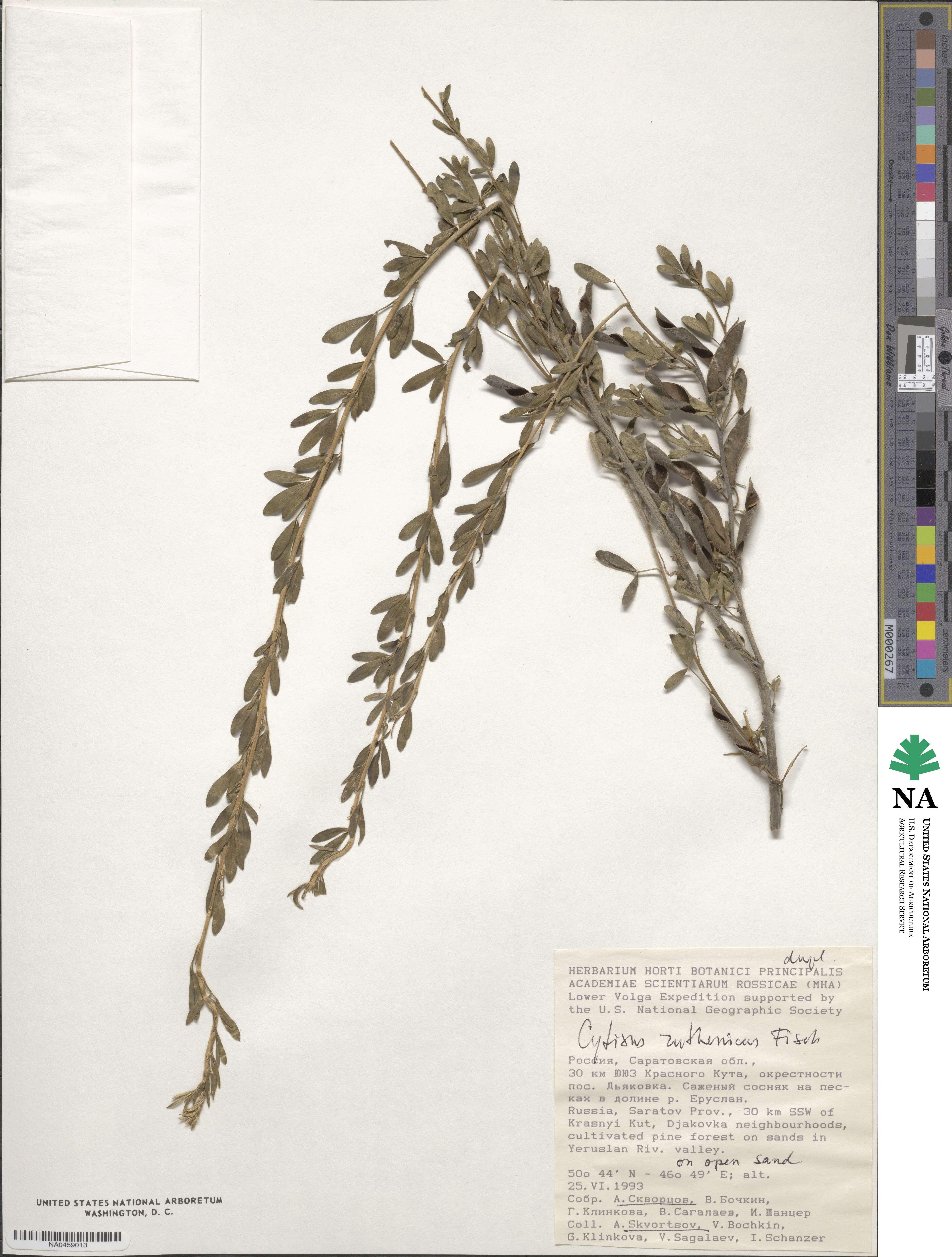 Chamaecytisus ruthenicus image