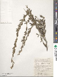 Chamaecytisus ruthenicus image