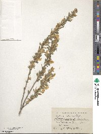 Chamaecytisus ruthenicus image