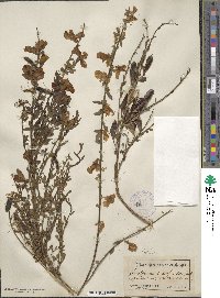 Cytisus scoparius image