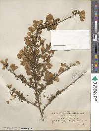 Cytisus scoparius image