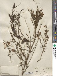 Cytisus scoparius image