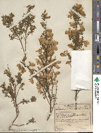 Cytisus scoparius image