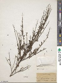 Cytisus scoparius image