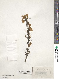 Cytisus scoparius image