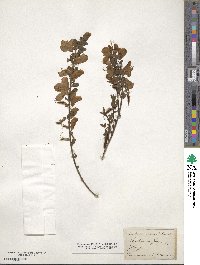 Cytisus scoparius image