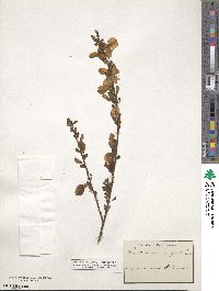 Cytisus scoparius image