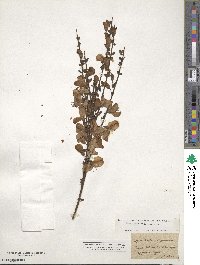 Cytisus scoparius image