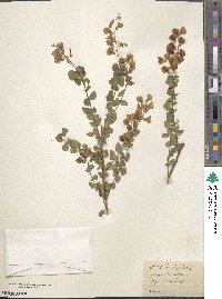 Cytisophyllum sessilifolium image