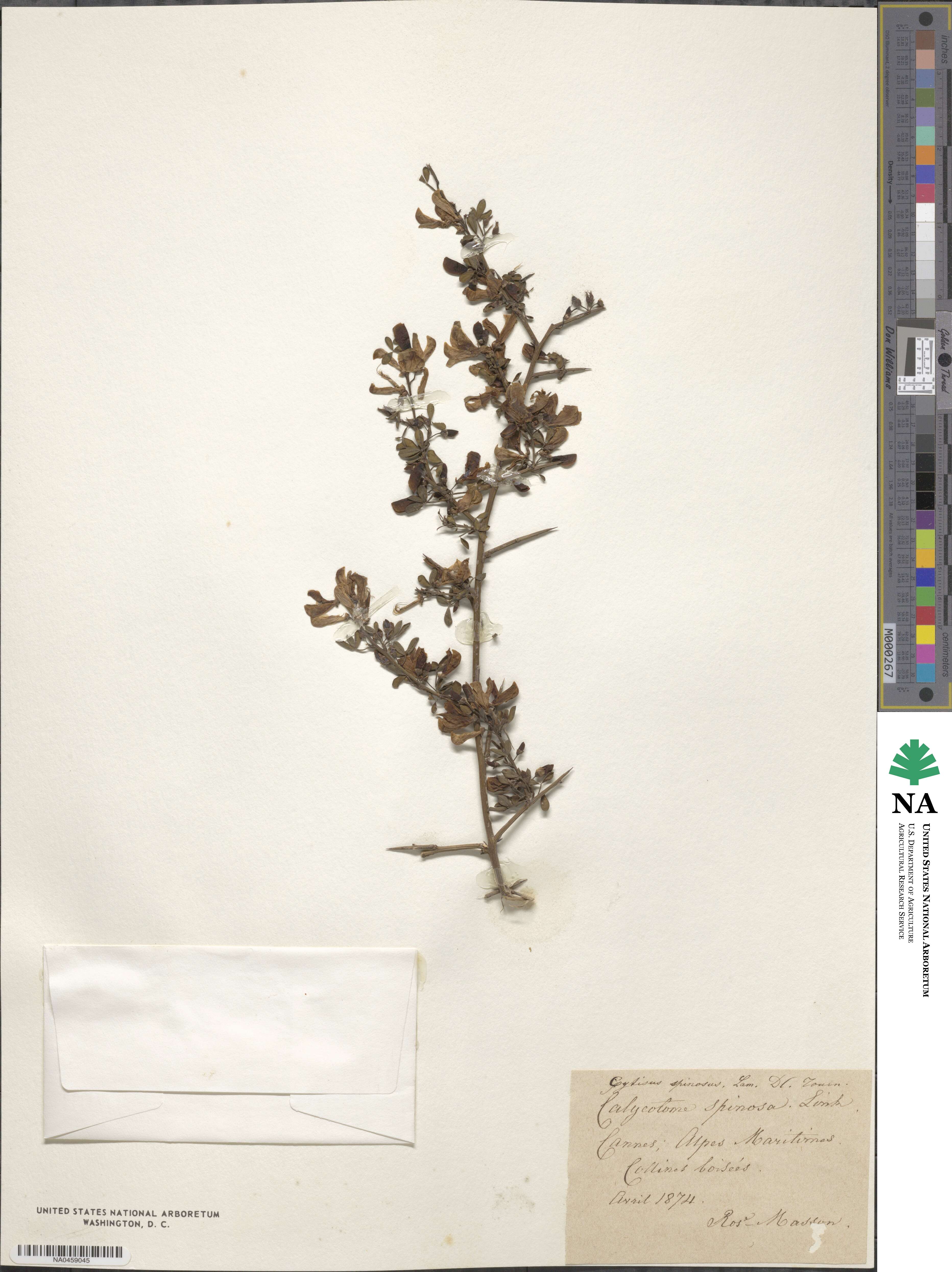 Cytisus spinosus image