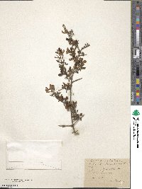 Image of Cytisus spinosus