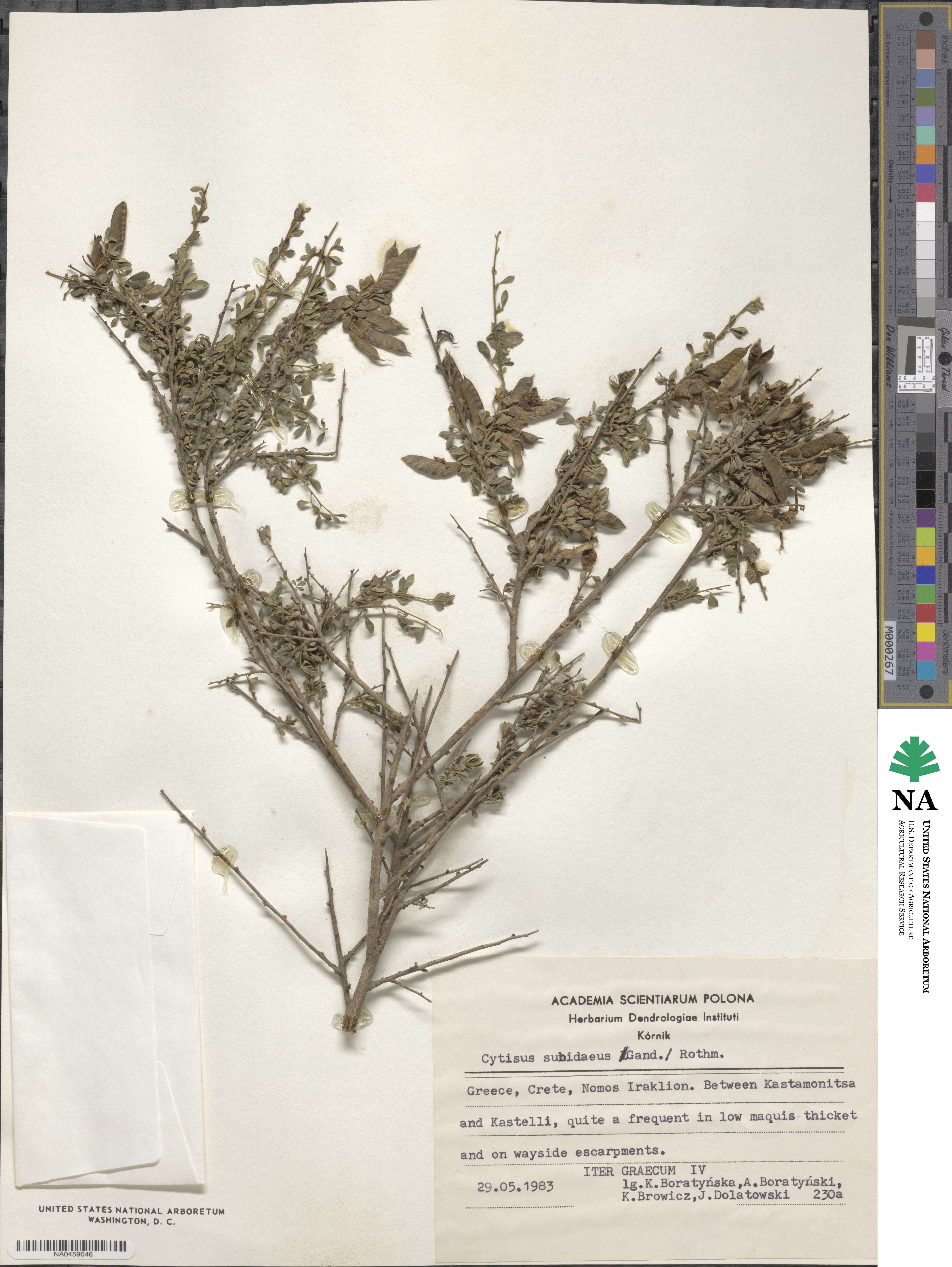 Chamaecytisus spinescens image