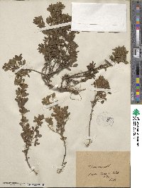 Chamaecytisus supinus image