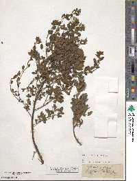 Chamaecytisus supinus image