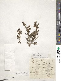 Chamaecytisus supinus image